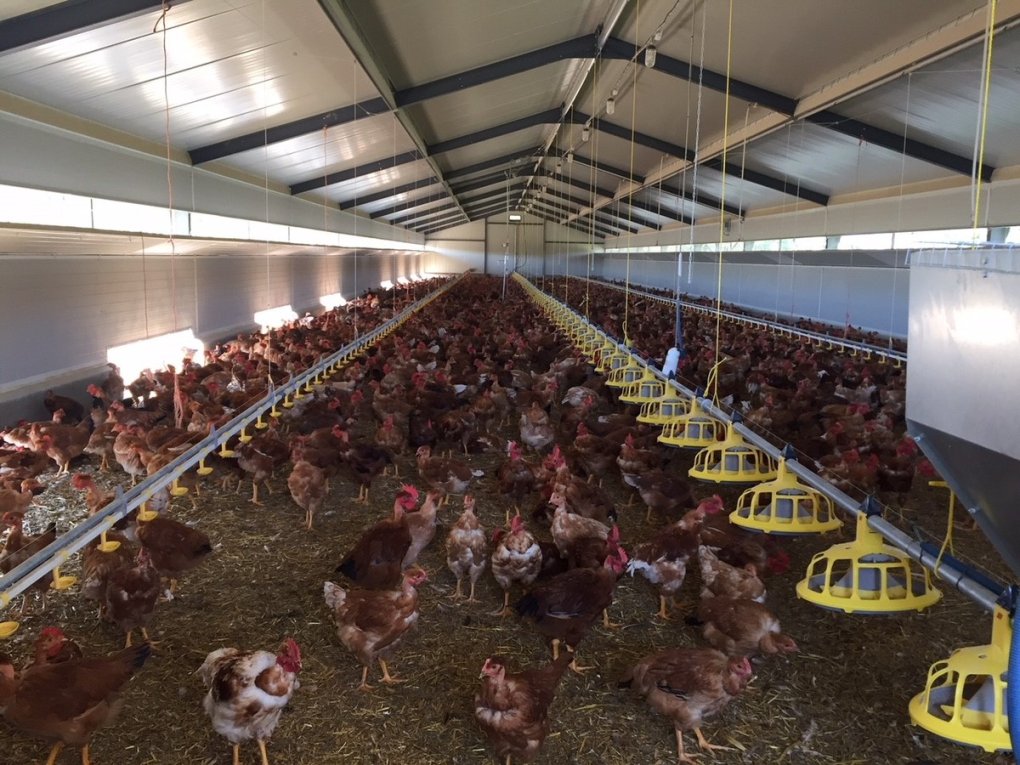 Commercialisation des premiers poulets Label Rouge #qualitéMOSL