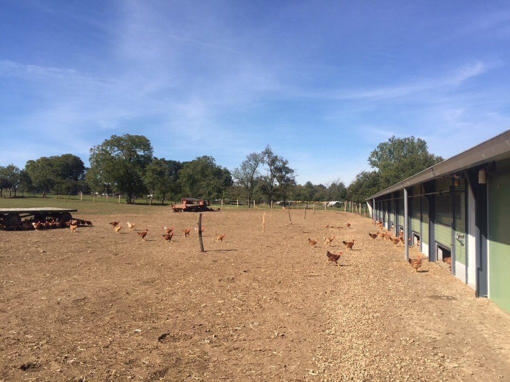 Commercialisation des premiers poulets Label Rouge #qualitéMOSL