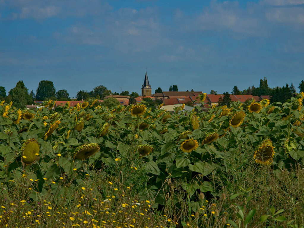 Paysages entre le Grand Étang de Luppy et Luppy