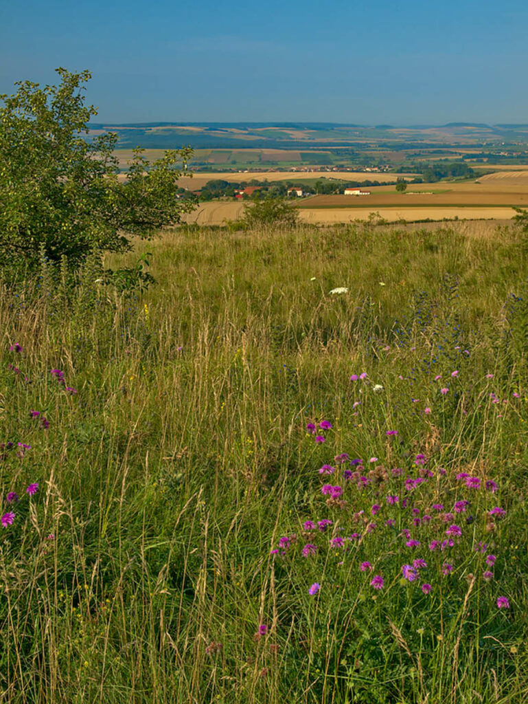 Pelouses calcaires, sud-ouest de Juville