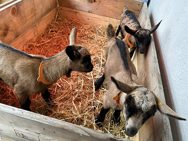 Ferme des Ensanges (2)