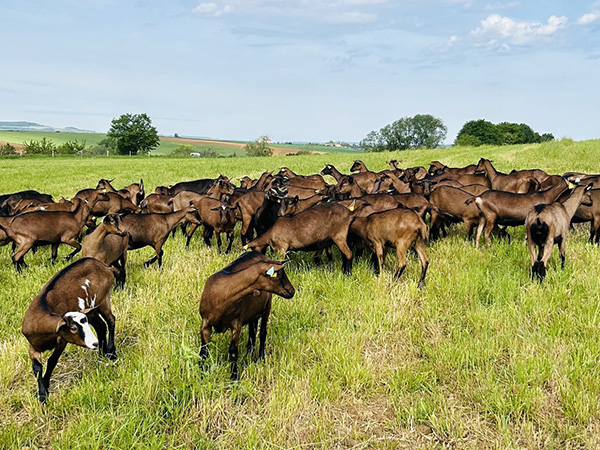 Ferme des Ensanges (6)