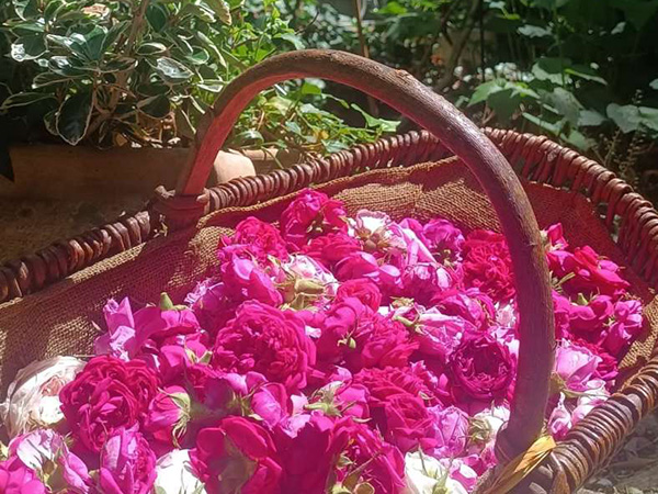 Les Roses de Juliette (1)