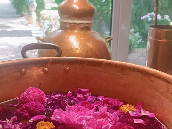 Les Roses de Juliette (2)