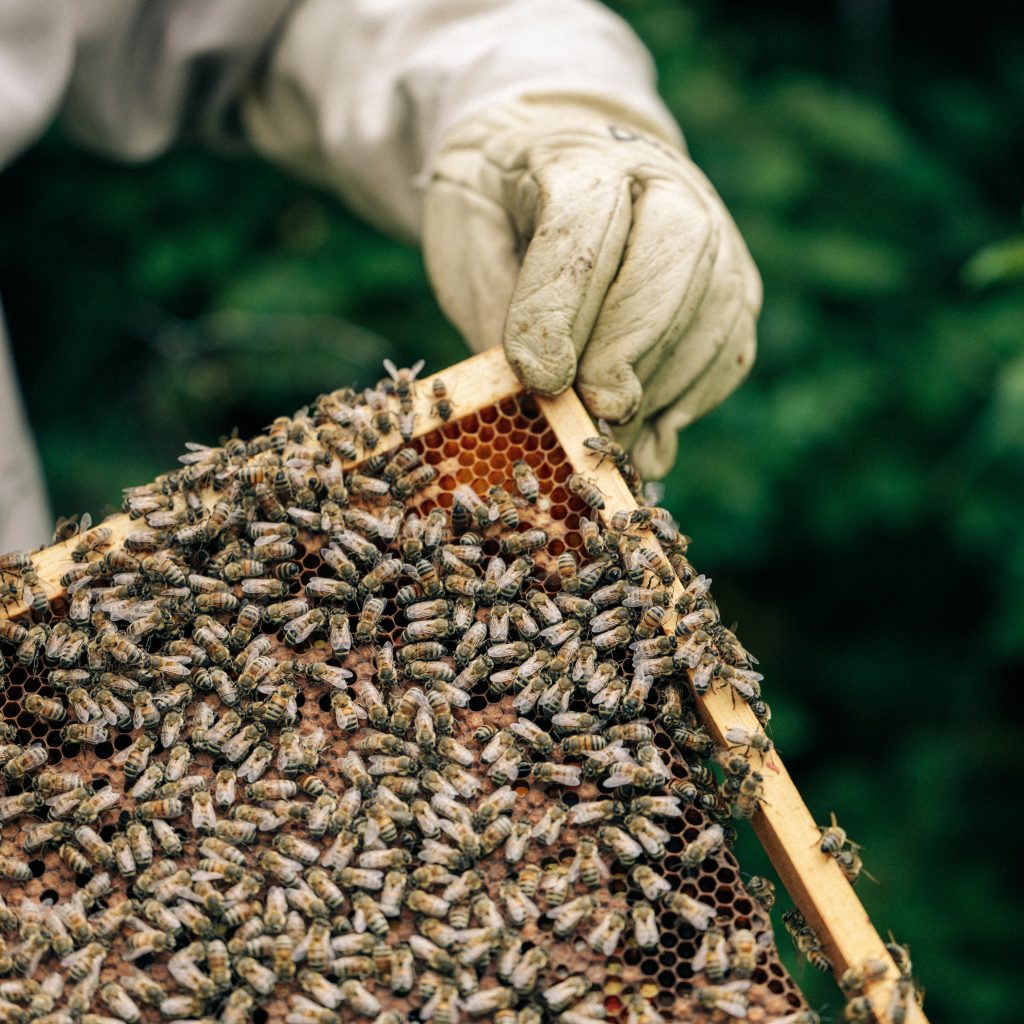 ©Sarah-Aubel-AuRucherdAY_ (6)